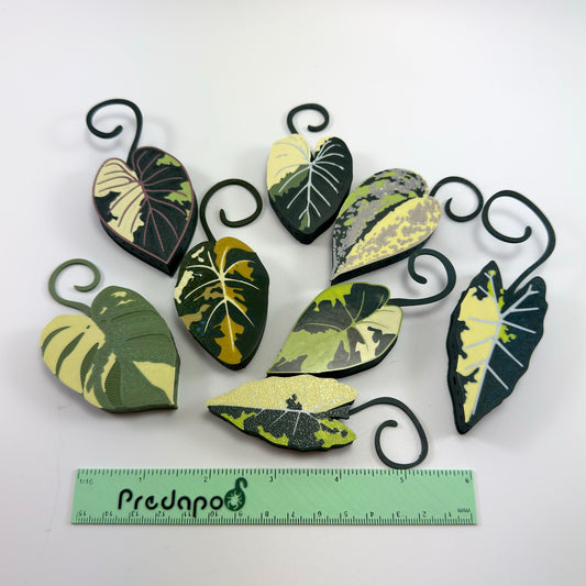 Aurea bundle of 6